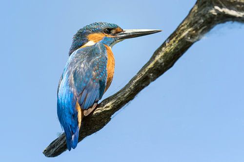 Pearl of the Shore - Kingfisher on branch by Mark Scheper
