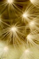Fireflower 4