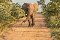 Laufender Elefant