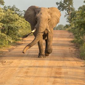 Éléphant courant sur Marijke Arends-Meiring