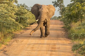 Rennende olifant van Marijke Arends-Meiring