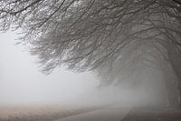 Small world on the Veluwe