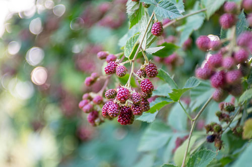 Red Berries on Branch with Artistic Bokeh Background