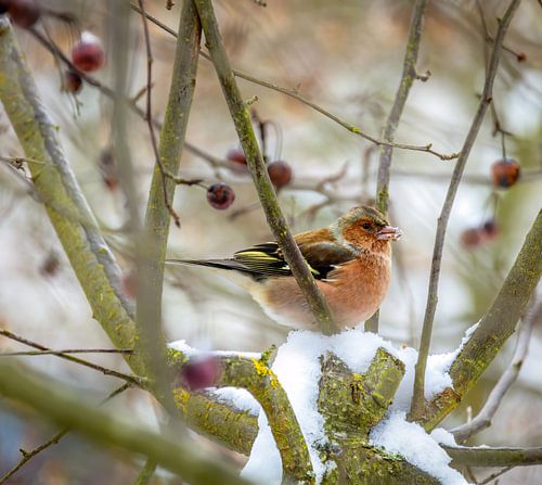 Vink in besneeuwde appelboom