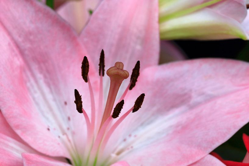 Lilienblüte von Thomas Jäger