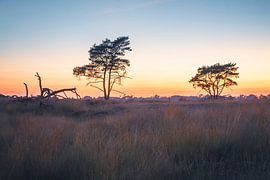 Kalmthouter Heide – Kiefern vor dem Abendrot von Daan Duvillier | Stimmungsvolle Stadt- und Landschaftsfotos