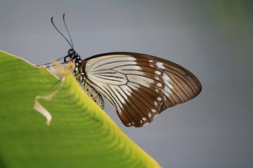 vlinder van Rianne de Heij