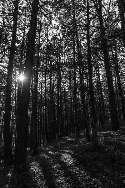 Terschelling Wald von IvanHees_fotografie