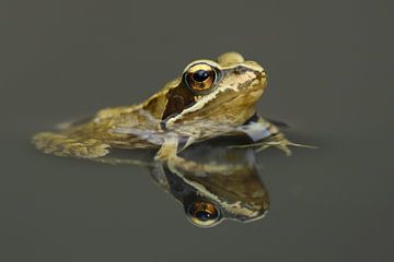 Braunfrosch (Rana temporaria) von Ronald Pol