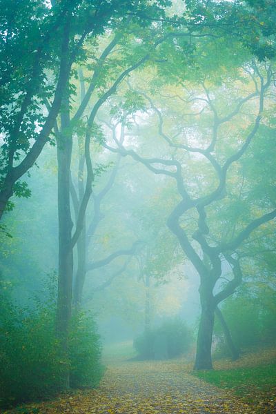 Herfst in het park van Martin Wasilewski