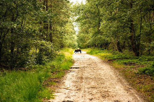 Wildzwijn op zandpad Epense heide serie (moeder)
