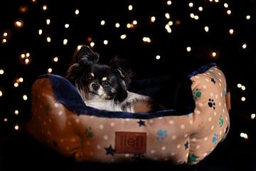 Chihuahua onder een sterrenhemel van Anouk IJpelaar