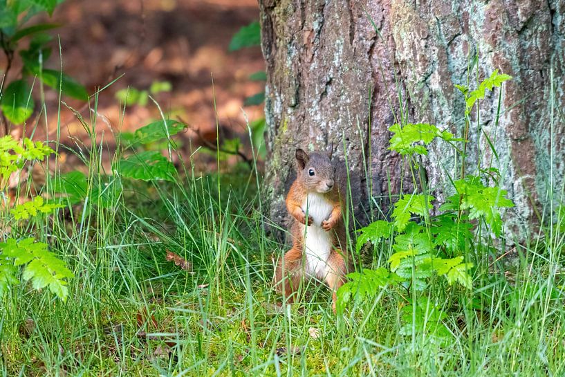 Eichhörnchen von Merijn Loch