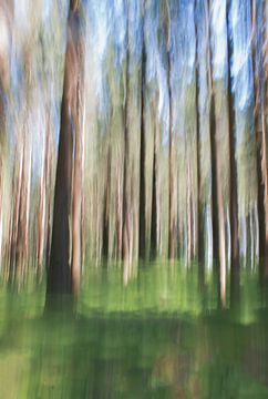 forêt abstraite