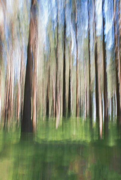 forêt abstraite sur Klaartje Majoor