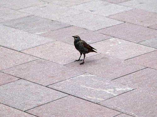 Een spreeuw op het perron