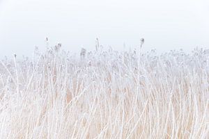 Een met rijp bedekte rietkraag in het friese landschap. Wout Kok One2expose Photography van Wout Kok