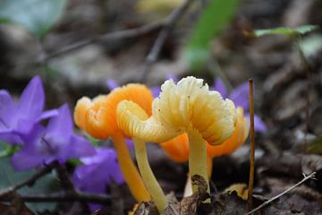 Mushrooms in the forest in autumn by Claude Laprise