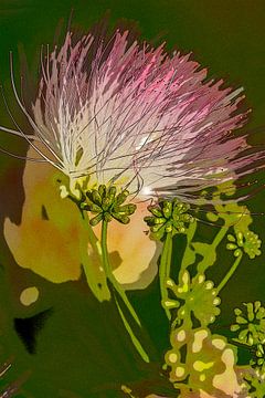 Persian silk tree flower. 6 by Alie Ekkelenkamp