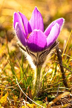 Breath of spring - cowbell in soft light