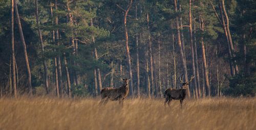 Taking a break together