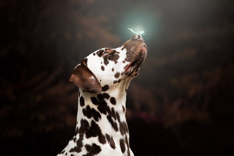 Smell the magic by Kim van Beveren