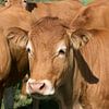 closeup van een Limousin een koeienras uit het Centraal Massief in Frankrijk van W J Kok