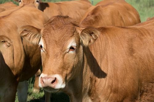 closeup van een Limousin een koeienras uit het Centraal Massief in Frankrijk