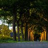 Laatste zonlicht kleurt de bomen van Robbie Veldwijk