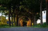 Laatste zonlicht kleurt de bomen