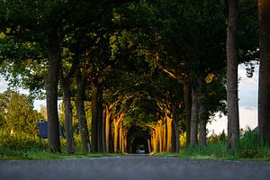 Les derniers rayons du soleil colorent les arbres sur Robbie Veldwijk