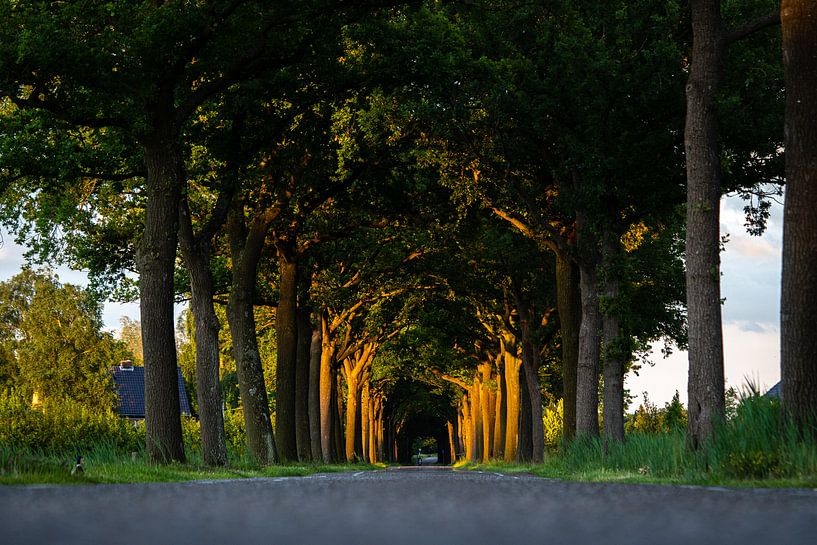 Laatste zonlicht kleurt de bomen van Robbie Veldwijk