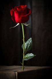 Red Rose on Dark Background by Art & Soul Creations