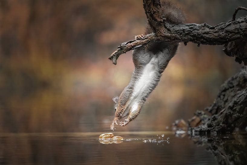 Squirrel wants to have the biggest by Henk Meeuwes