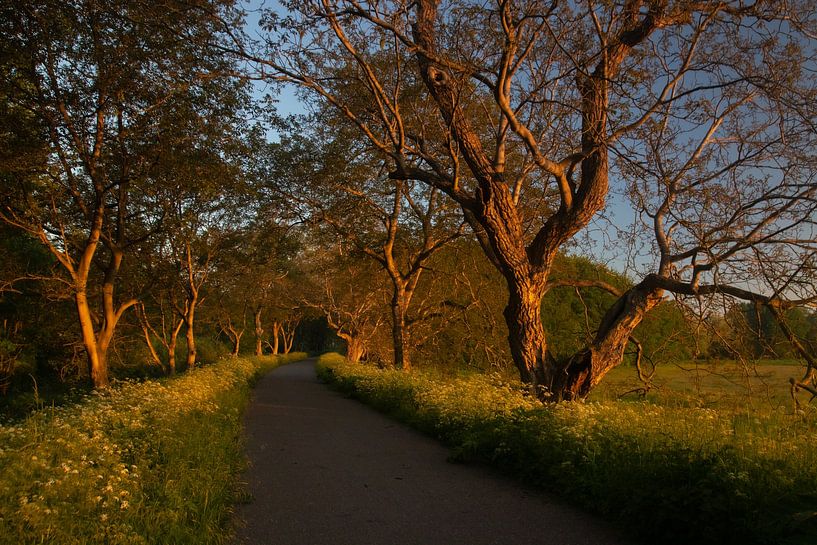 Sunrise, Mariënwaerdt by Nynke Altenburg