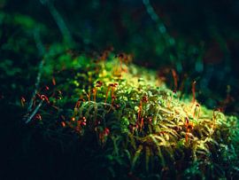 Planten in het bos met zonnestraling