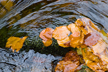 Laub vom Wasser gestreichelt