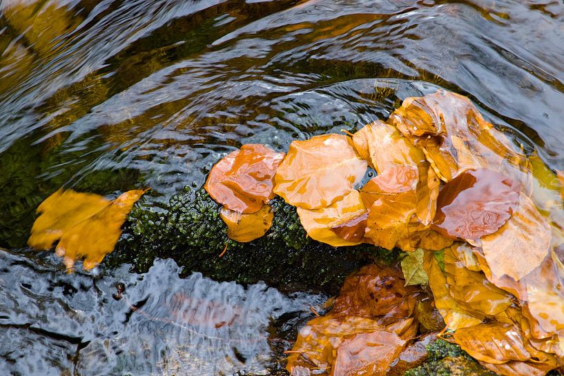 Foliage caressed by water by Frank Briske
