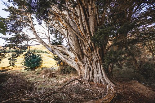 Alter Baum im Orton Bradley Park