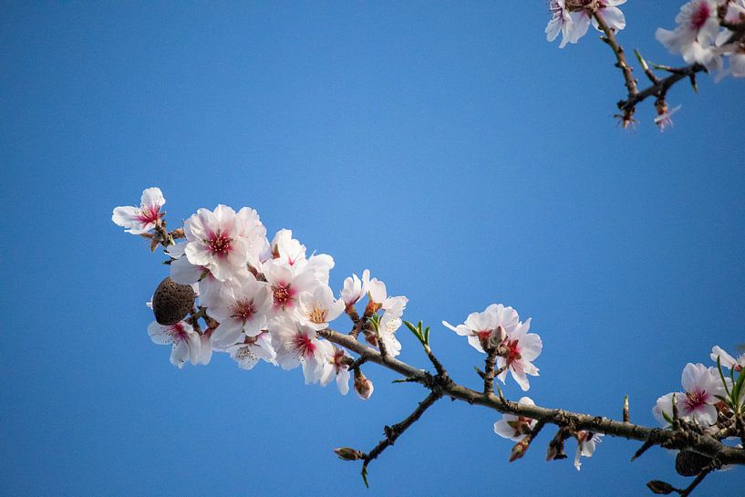 Amandelbloesem tegen een blauwe lucht van Meike de Regt