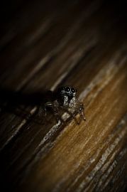 Baby springspin von Thomas Spaans