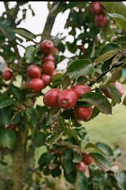 Apfel von Mandy Markman