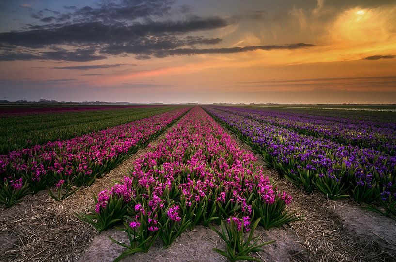 Hyacinten by Klaas Fidom