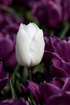 een witte tulp tussen paarse tulpen van W J Kok