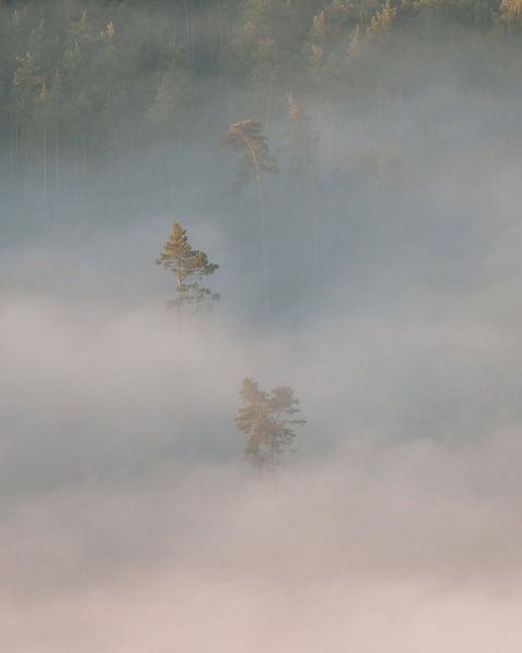 Île d'arbres recouverte de brouillard dans la vallée du Lilienstein par Oliver Preuss