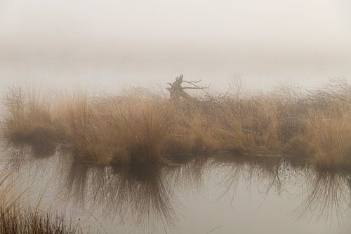 Verborgen Schoonheid: Een Betoverende Mistige Ochtend in Engbertsdijksveen