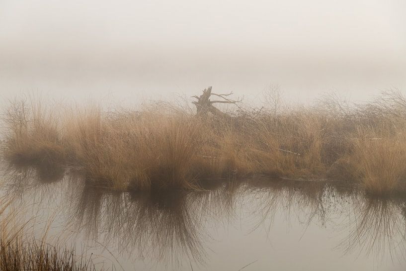Hidden Beauty: An Enchanting Misty Morning in Engbertsdijksveen by Remco Ditmar