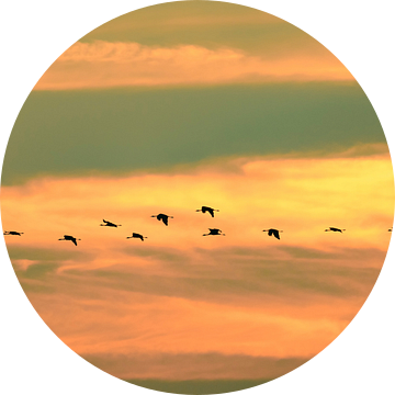 Kraanvogels vliegen in formatie in een zonsondergang van Sjoerd van der Wal Fotografie