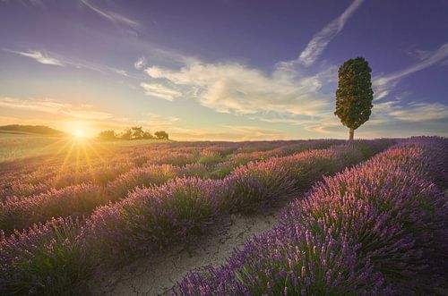 Champ de lavande et cyprès au coucher du soleil. Toscane