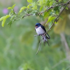 Hirondelle rustique sur Anton Kloof